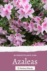 Pin On Flowering Plants