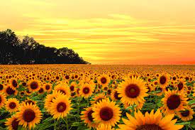 We did not find results for: Top Sunflower Background Wallpaper Hq Download Wallpapers Book Your 1 Source For Free Download Hd 4k High Quality Wallpapers