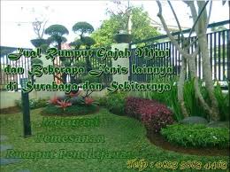 Harga rumput gajah mini per januari 2019 adalah 25rb /m namun untuk pembelian dalam jumlah besar kami memberikan potongan harga, kami siap mengirimkan ketempat anda, khususnya untuk orderan daerah jakarta, bogor, depok, bandung, bekasi, namun untuk luar jawa akan dikenakan biaya antar. Terbaru Harga Rumput Gajah Mini Surabaya Telp 0823 5883 4463 Atmago