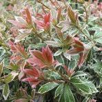 Image result for Pieris japonský little heath obrázek