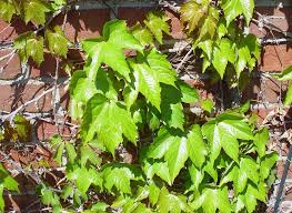 Image result for Parthenocissus