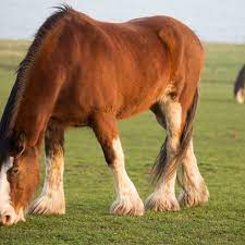 Clydesdale Horse Breed Profile