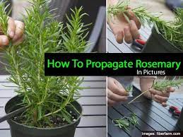 Rosemary Plant How To Care For The Herb Rosemary Rosemary Plant Rosemary Plant Care Propagate Rosemary