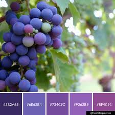 Vineyard Grape Purple Color Palette Inspiration Digital Art Palette And Brand Color Palette Purple Color Palettes Brand Color Palette Grape Color