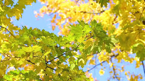 Bright indirect light or gentle filtered or morning sun it's best to repot them, or to refresh their soil, in spring to mid summer, so they can develop a good root system before the days grow shorter. Beautiful Colorful Yellow Leaves Hanging Stock Footage Video 100 Royalty Free 1012841219 Shutterstock