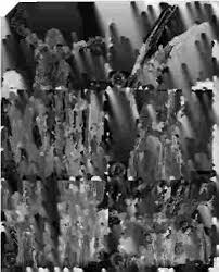 Image result for Mikania sagittifera