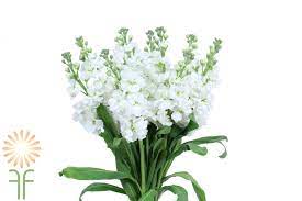 It is the stock flower and if you have seen it sometimes, it has certainly attracted your attention. White Stock Wholesale Flowers Diy Wedding Flowers
