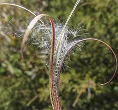 Image result for Epilobium salignum
