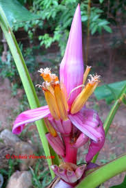 Image result for Brachycorythis velutina