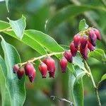 Image result for Agarista salicifolia