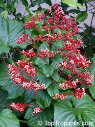 Image result for Clerodendrum pusillum