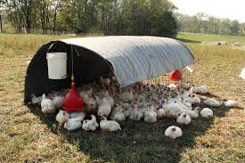 Brown egg laying chickens for sale. Free Range Chicken Definition And Synonyms Of Free Range Chicken In The English Dictionary