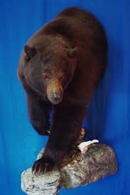 Black Bear Half Mount Thunder Bay Taxidermy Ohio I Like The Ears Whole Pose Black Bear Hunting Taxidermy Bear Mounts