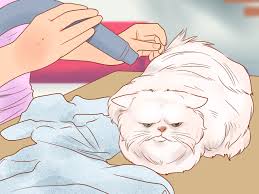 Cats have greasy skin, using a degreasing shampoo works wonders and finish with a hypo shampoo. How To Groom A Persian Cat With Pictures Wikihow