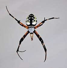 Common orb weaver spider with 4 white spots. Argiope Aurantia Wikipedia