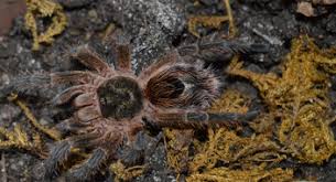 Taxobox name = euathlus image width = 250px image caption = regnum = animalia phylum euathlus is a genus of the family theraphosidae containing four species of tarantulas. Euathlus Spp Vogelspinnenbilder Vogelspinnenforum Schweiz