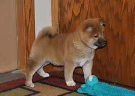 Search for shiba inu puppies for sale that are great for you! We Have Shiba Inu Puppies For Sale For Sale In San Antonio Texas Classified Americanlisted Com