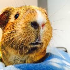 Voici Mousse Une Partenaire Formidable En Zootherapie Dotee D Une Patience Legendaire Avec Nos Cocos Cobaye Zootherapie