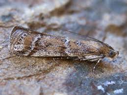 Image result for Delplanqueia inscriptella