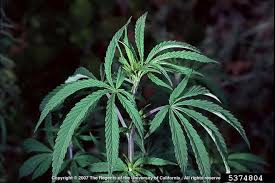 Image result for Cannabis sativa