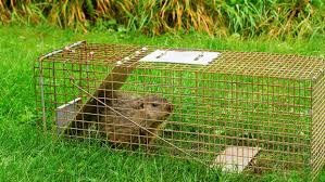 Single door live traps should be at least 10x10x24 inches and double door traps should be at least 10x10x30 inches. Scrap The Trap When Evicting Wildlife The Humane Society Of The United States