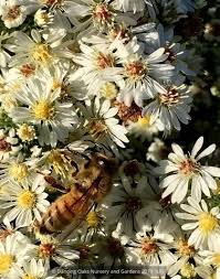 Image result for Xyris asterotricha