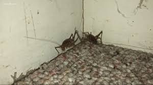 Additionally, the adults do not have. Camel Crickets Giving Dmv Residents The Creeps Kgw Com