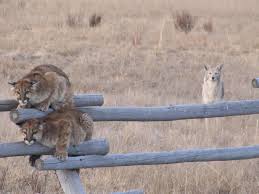 The mountain lions are now being preserved in the death investigation as potential evidence, kvoa reports. Oregon May Be Over Hunting Cougars Which Could Cause More Conflicts Opb