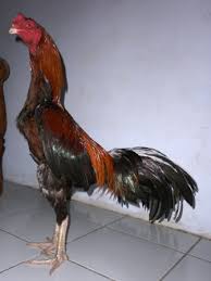 Sekilas dilihat dari foto atau gambar, mirip seperti semur ayam dari indonesia. 82 Gambar Ayam Filipin Silangan Bangkok Paling Keren Infobaru