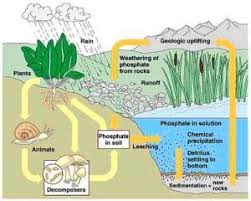 We did not find results for: Macam Macam Daur Biogeokimia Beserta Proses Dan Gambar Pelajaran Sekolah Online
