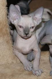 Available in san diego, ca, call us now, we offer bare kittens and hairless cat adoption. Sphynx Cat Breeders Websites Kittysites Com