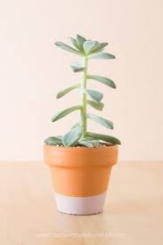 Some old houses were knocked down to make way for the new shopping centre. What Do Do With Succulents Growing Tall Stretched Out Succulents Tall Succulents Propagating Succulents How To Grow Taller