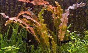 Image result for Aponogeton stuhlmannii