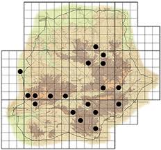 Image result for Maerua cafra