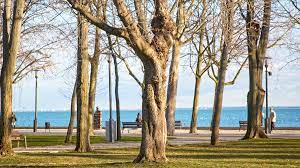 Maybe you would like to learn more about one of these? Tagore Promenade Und Gedenkbaumpark Wunderbarerbalaton De