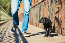 Quels Sont Les Premiers Ordres A Apprendre A Son Chiot Et Comment Les Enseigner Wamiz Chiot Parc A Chiot Eduquer Un Chiot