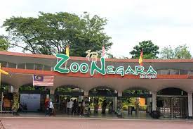 Zoo negara, kuala lumpur, malaysia is a national zoo in malaysia located on 110 acres of land in ulu klang, gombak district i finally had the opportunity to visit zoo negara in kuala lumpur, malaysia. Covid 19 Zoo Negara Takes Precautionary Measures To Keep Animals Safe Malaysia Malay Mail