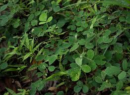 Image result for Grona adscendens