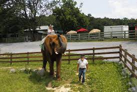 The natural bridge zoo opened its doors to the general public in 1972 and has been growing ever since. Natural Bridge Zoo Answers Allegations Of Animal Maltreatment Virginia Roanoke Com