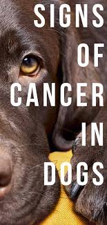 A lump or a bump, a wound that doesn't heal, any kind of swelling, enlarged a: Signs Of Cancer In Dogs A Vet S Guide To The Symptoms Of Canine Cancer