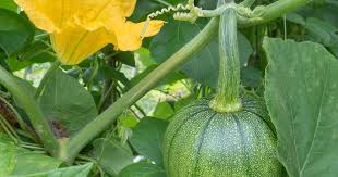 Check spelling or type a new query. How To Hand Pollinate Your Pumpkin Plants Gardener S Path