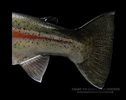 Check spelling or type a new query. Rainbow Trout Fish Mounts Replicas By Coast To Coast Fish Mounts