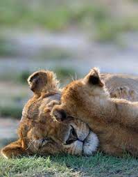 Lion Family Bigcatfamily Big Cat Family Animals Wild Cats