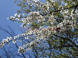 Meteorologii susțin că vor exista câtev momente când norii vor pune stăpânire pe cer, mai ales în prima parte a zilei conform meteorologilor de la anm, duminică, în prima zi de paști, vremea va fi instabilă, iar în centrul și estul țării se vor înregistra averse. Vremea De Paste Si De 1 Mai In Oltenia La Munte Si La Mare Gazeta De Sud