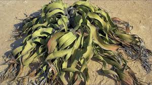 Image result for Aleuritopteris welwitschii