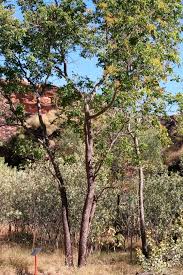 Image result for Erythrophleum