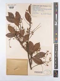 Image result for Phyllocosmus