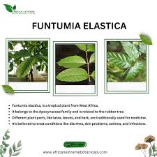 Image result for Funtumia africana