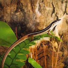 Long Tailed Lizard Lizard Lizard Terrarium Pet Spray