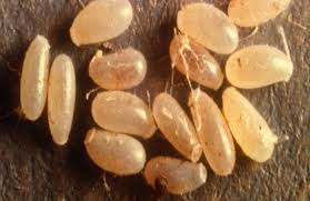 Image result for bed bugs eggs